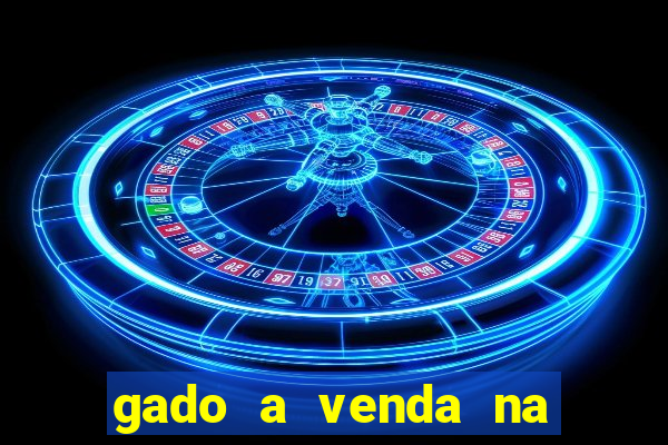 gado a venda na bahia olx